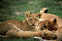 VIAJE DE CONVIVENCIA FIN DE CURSO